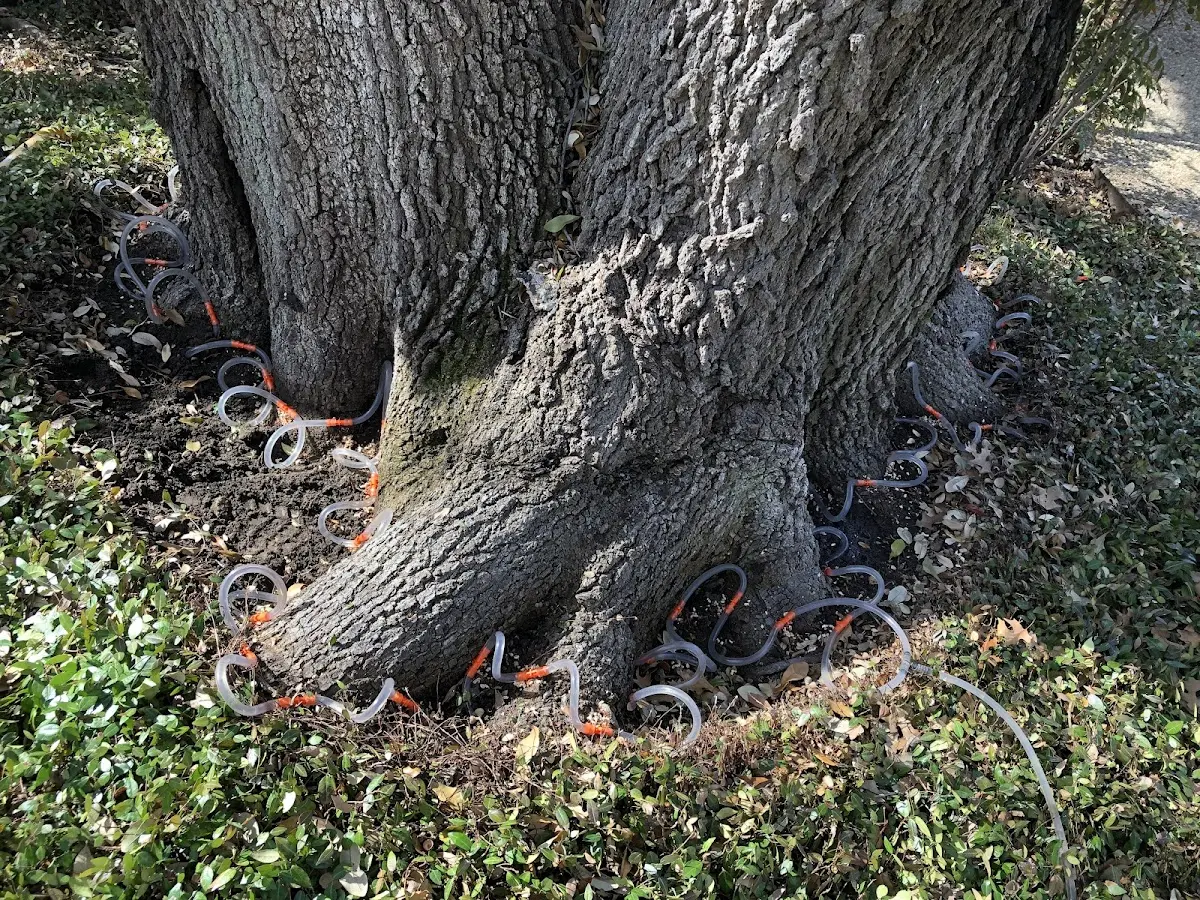 Detailed Tree Cabling and Bracing job site in Kennedale